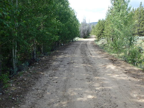 GDMBR: Aspen Grove.